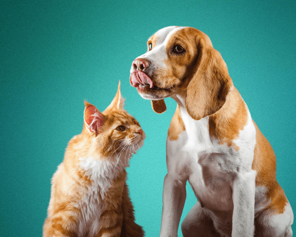 Petzone